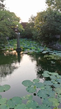 上海古华公园的荷花池