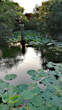 上海古华公园的荷花池