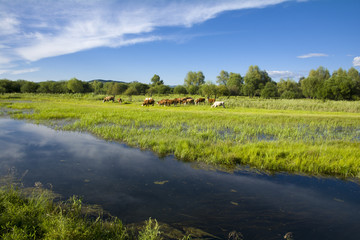 天然湿地牧场