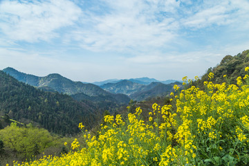 油菜花