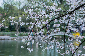 樱花