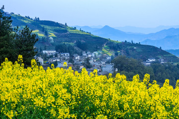 油菜花