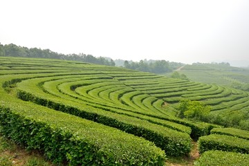 茶园