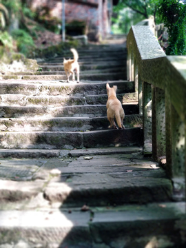 黄葛古道