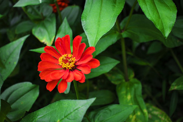 红色菊花