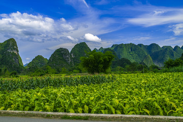 烟草基地