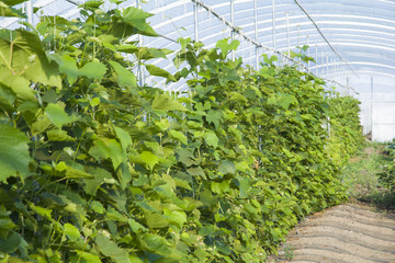葡萄种植温室