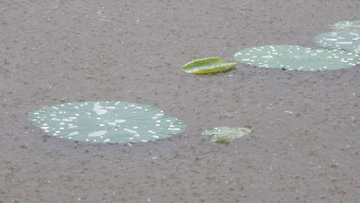 雨荷