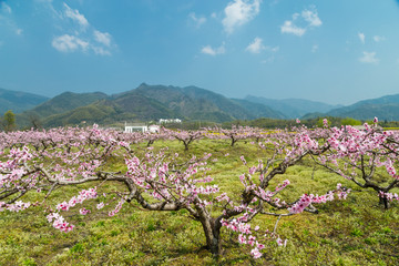 桃花园