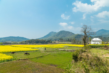 宏村油菜花