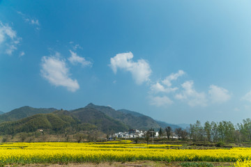 宏村油菜花