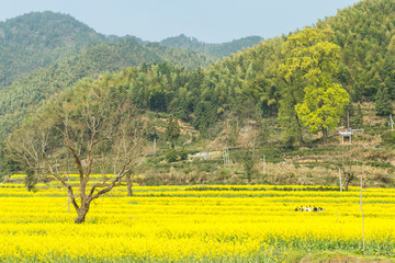 宏村油菜花