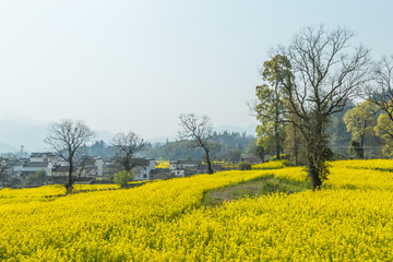 宏村油菜花