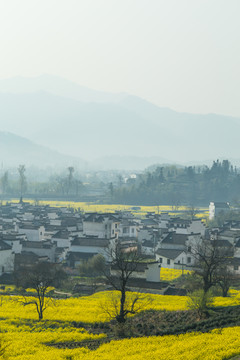 卢村油菜花