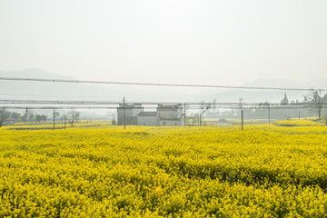 卢村油菜花