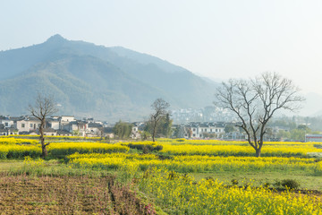 卢村油菜花