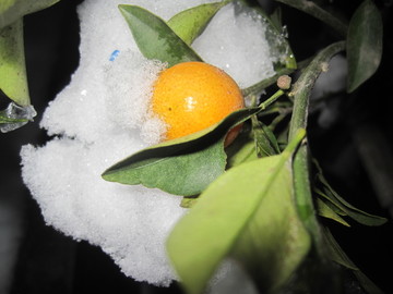 雪中金桔