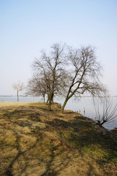 湖与树