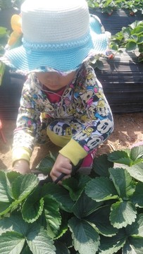 摘草莓的小姑娘