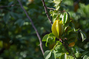 杨桃
