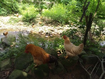 山地鸡