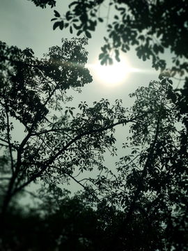 黄昏树影阳光