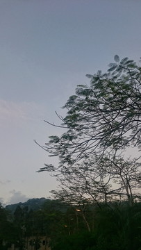 树