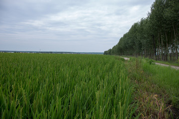 稻田地