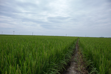 稻田地
