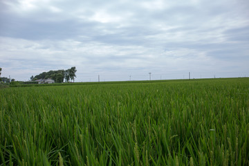 稻田地