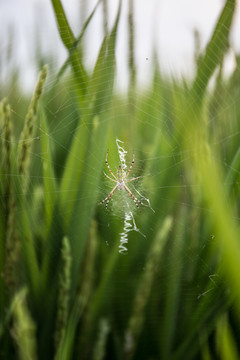 稻田地的蜘蛛