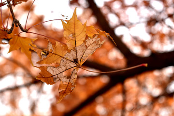 秋叶背景素材