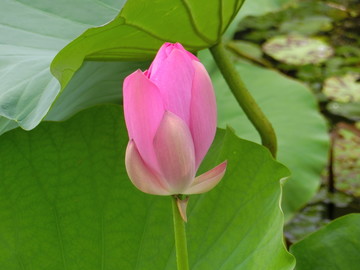 荷花