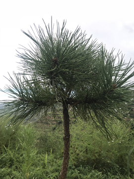 雨后的松树