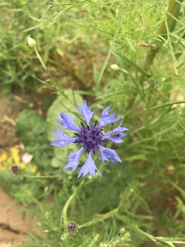 雨后路边紫色的小花