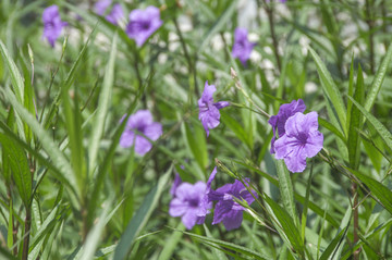 紫芦莉花丛