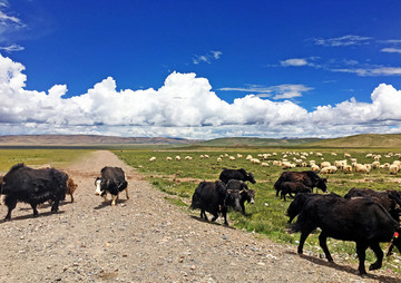 西藏牦牛草原风光