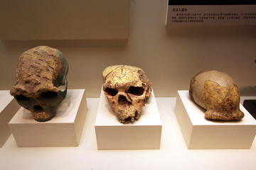 北京猿人化石