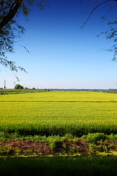 稻田地