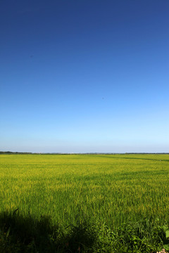 稻田地