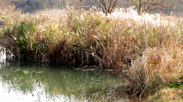 杭州西溪湿地芦苇