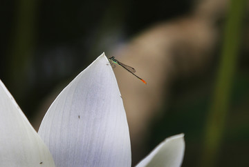 荷花蜻蜓