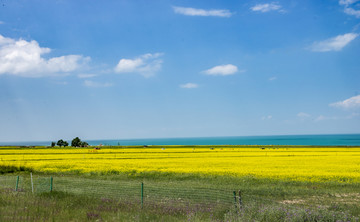 青海湖油菜花海