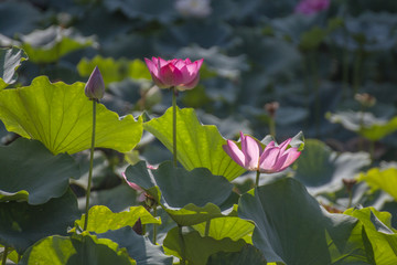 荷花池塘