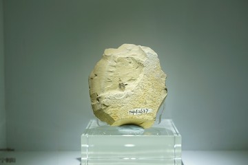 早白垩纪叩甲化石