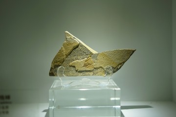 早白垩纪疹状花格蝉化石