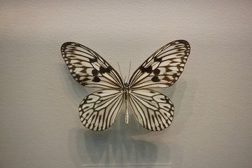 帛斑蝶标本