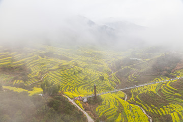 婺源油菜花