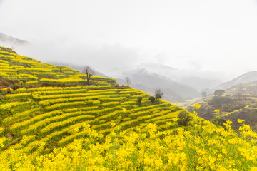 篁岭油菜花