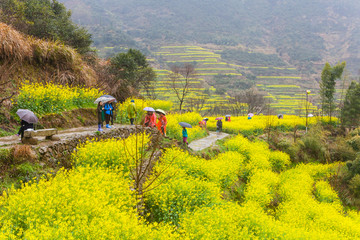 篁岭油菜花